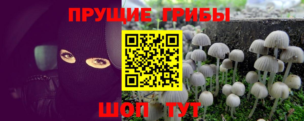 Ангарск  Галлюциногенные грибы Cubensis  Вход с VPN 